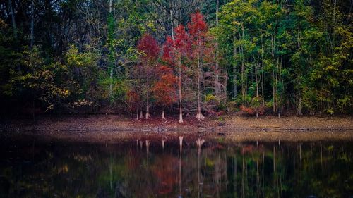 Scenic view of lake in forest during autumn