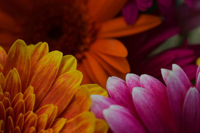 Full frame shot of colorful daisies 