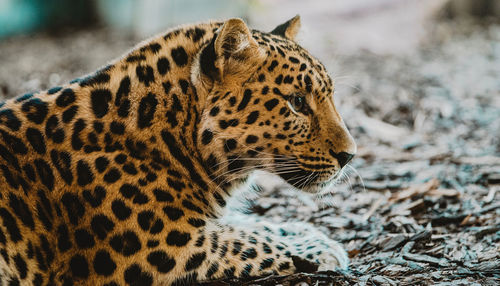 Close-up of leopard looking away