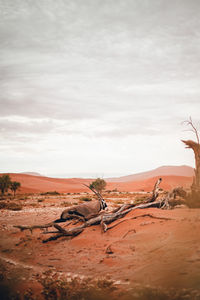 Scenic view of desert against sky during sunset