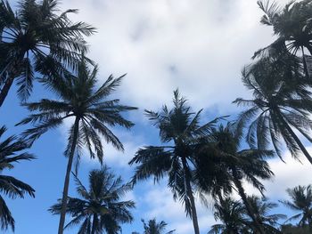 Low angle view of coconut palm trees against sky