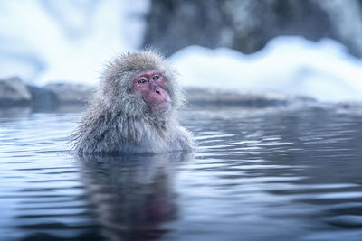 Monkey in a lake