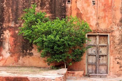 Plants growing against old house