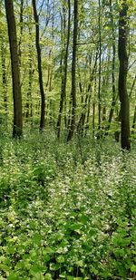 Trees growing in forest