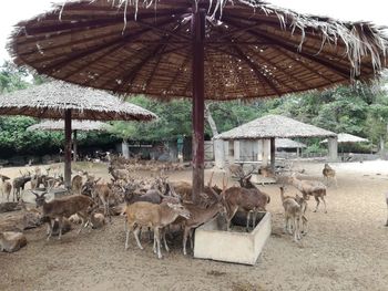 View of an animal on field
