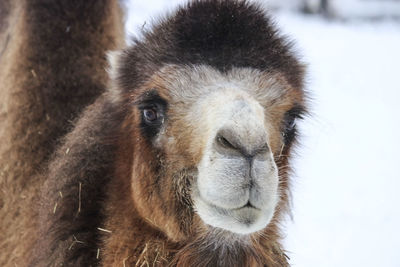 Close-up portrait of a horse