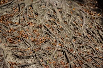 Full frame shot of dead plant