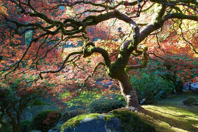 Trees in park during autumn