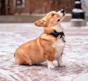 Dog sitting on snow