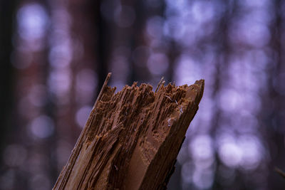 Close-up of wood