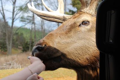 Elk feeding