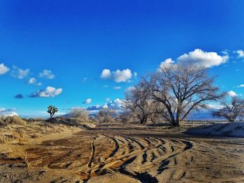 Bare trees on landscape against blue sky