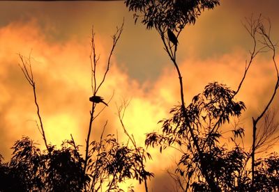 Silhouette of trees at sunset