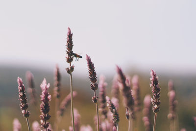 Close-up of flowers growing in field