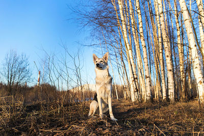 Portrait of dog standing on land against sky