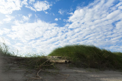 Plants growing on land against sky