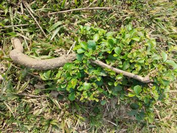 High angle view of lizard on land