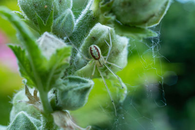 Close-up of spider on plant