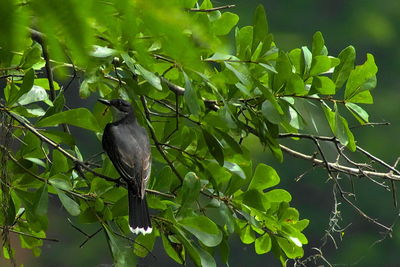 Close-up of bird perching on tree