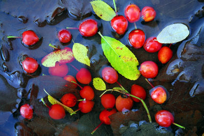 High angle view of cherries in water