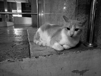 Portrait of cat sitting on floor