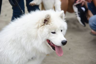 White dog looking away