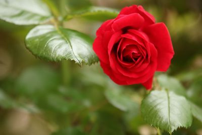 Close-up of red rose