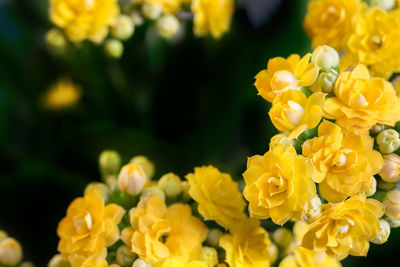 Close-up of yellow flowering plants