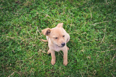 Dog sitting on grass