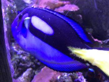 Close-up of fish swimming in aquarium