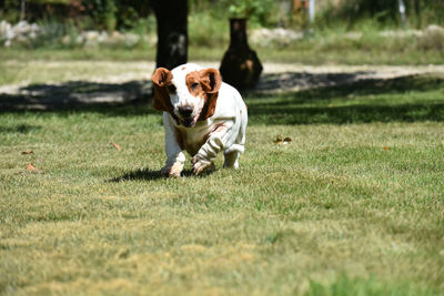 Dog running in grassy field