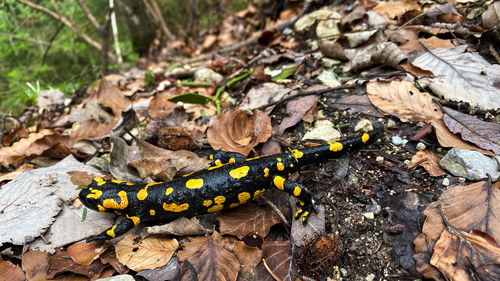 High angle view of a fire salamander on a leave ground