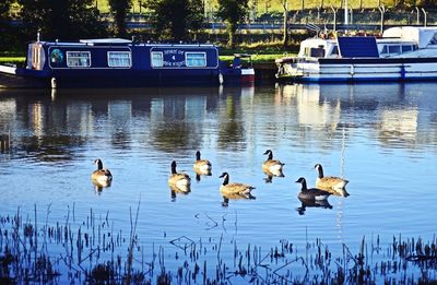 Ducks swimming in lake