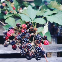 Close-up of berries
