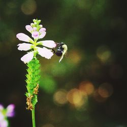 Close-up of bee on flower