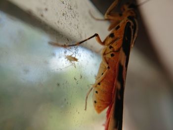 Close-up of butterfly