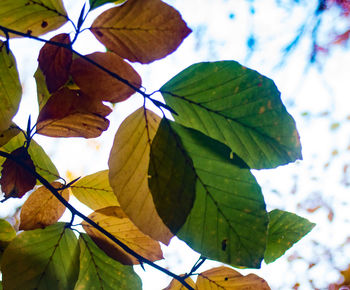 Close-up of leaves