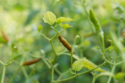 Close-up of fresh green plant