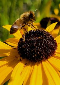 Close-up of bee pollinating on flower