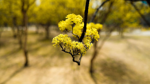 yellow