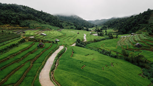 Scenic view of agricultural field