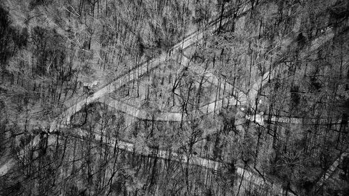 Full frame shot of trees in forest