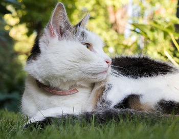 Close-up of a cat on field