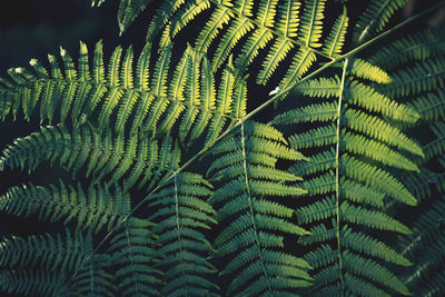Close-up of fern leaves