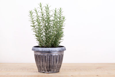 Close-up of potted plant on table against wall