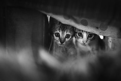 Close-up of cat hiding behind