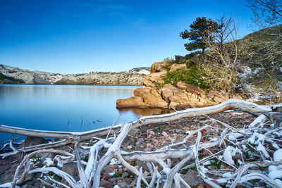 Scenic view of bare trees against clear blue sky