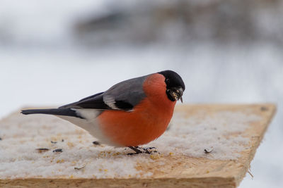 Close-up of bird perching on wood