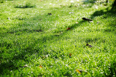 Full frame shot of green grass on field