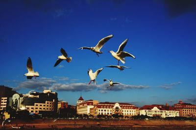 Seagull flying against blue sky